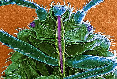 《梦幻之星OL》Unity3D粉丝重制版2024年推出